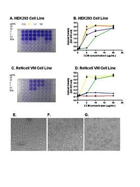 ECM Cell Culture Optimization Array (Colorimetric, 48-Wells)