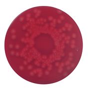 Blood agar (base) no. 2 for the cultivation of fastidious microorganisms