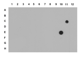 Anti-trimethyl-Histone H3 (Lys27) Antibody