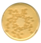 Tryptic Soy (CASO) broth irradiated Casein-peptone soymeal-peptone broth USP for microbiol