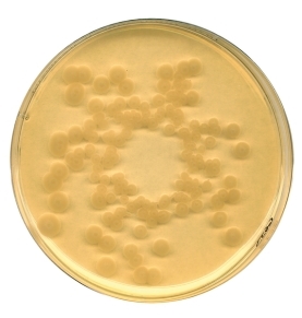 Tryptic Soy (CASO) broth irradiated Casein-peptone soymeal-peptone broth USP for microbiol