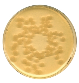 Tryptic Soy (CASO) broth irradiated Casein-peptone soymeal-peptone broth USP for microbiol