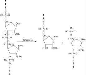 Benzonase<sup>®</sup> Nuclease, Purity > 90%