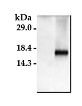 Anti-Caspase 3 Antibody, active (cleaved) form
