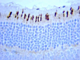 Anti-Opsin Antibody, Red/Green