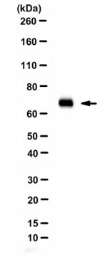Anti-Sox9 Antibody