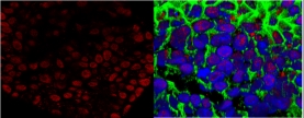 Anti-Sox2 Antibody