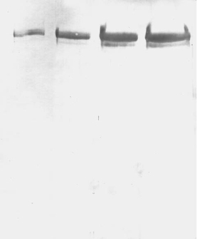 Anti-Microtubule-Associated Protein 2 (MAP2) Antibody