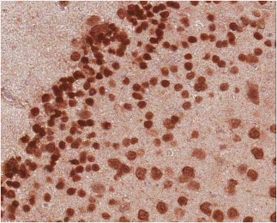 Anti-NeuN purified Antibody