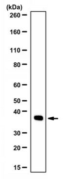 Anti-GAPDH Antibody