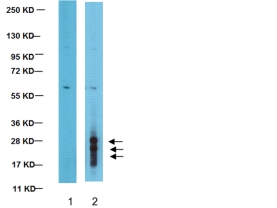 Anti-2A Peptide Antibody