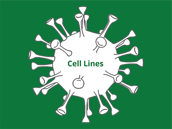 Cell Lines