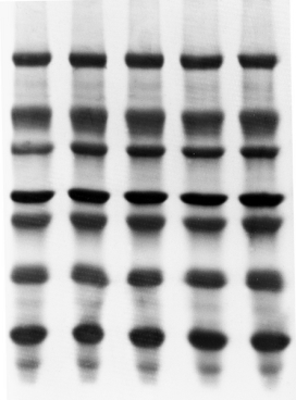 Immobilon-P<sup>SQ</sup> Membrane, PVDF, 0.2&#160;µm, 26.5&#160;cm x&#160;3.75&#160;m roll