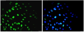 Anti-Nuclei Antibody, clone 235-1, Alexa Fluor® 488 conjugate