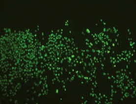 Anti-Nuclei Antibody, clone 235-1