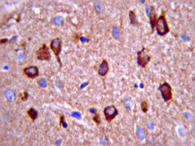 Anti-Prion Protein Antibody, a.a. 109-112, clone 3F4