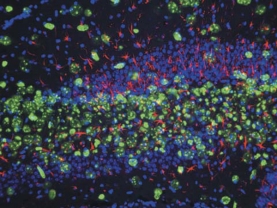 Anti-Nestin Antibody, clone rat-401