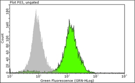 Anti-Nuclei Antibody, clone 3E1.3