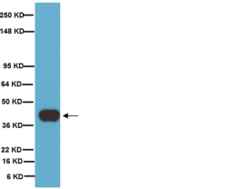 Anti-Synaptophysin Antibody, clone SY38