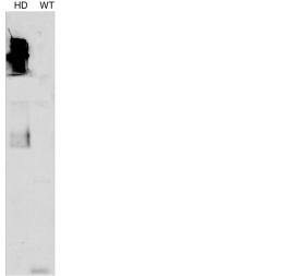 HUNTINGTIN, MSX-100UL