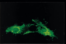 Anti-RSV Antibody, nucleoprotein, clone 130-12H