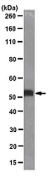 Anti-c-Myc Antibody, clone 9E10