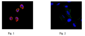 Anti-Puromycin Antibody, clone 12D10