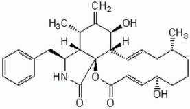 Cytochalasin B,<i> Helminthosporium dematioideum</i> - CAS 14930-96-2 - Calbiochem