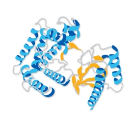 DNase I, Bovine Pancreas