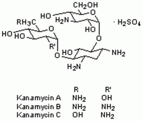 Kanamycin Sulfate, <i>Streptomyces kanamyceticus</i> - CAS 25389-94-0 - Calbiochem