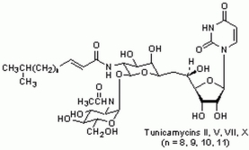 Tunicamycin, <i>Streptomyces</i> <i>lysosuperficus</i> - CAS 11089-65-9 - Calbiochem