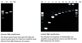 KOD HOT START DNA POLYMERASE