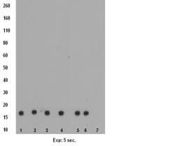 Anti-monomethyl Histone H3 (Lys9), clone