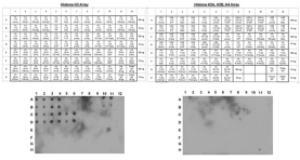 Anti Histone H3 monoclonal, clone CMA301