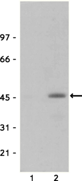 ANTI-PHOSPHO-CREB (Ser133)