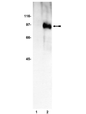 Anti-phospho-FKHRL1 (Ser253) Antibody