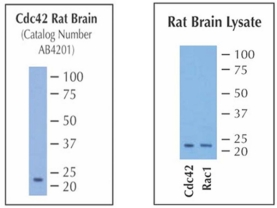 Anti-Cdc42 (rabbit polyclonal)