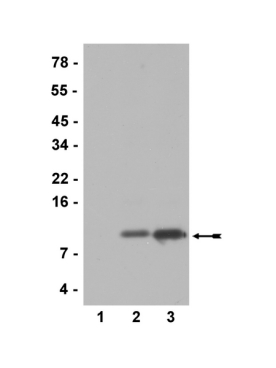 A-ACETYL-HISTONE  H4 (LYS12) 100UL