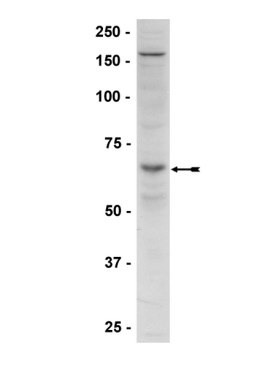 A-PHOSPHO-AMPK (THR172)       200UL