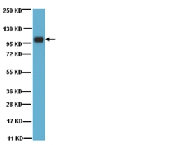 ANTI-SP1                      100UG