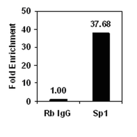 Magna ChIP Protein A/G Magnetic Beads