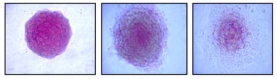 ALKALINE PHOSPHATASE DETECTION KIT