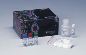 ApopTag® Peroxidase In Situ Apoptosis Detection Kit