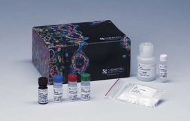 ApopTag® Red In Situ Apoptosis Detection Kit