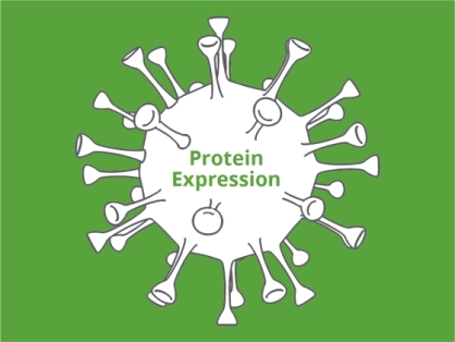 Protein Expression