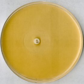 Antibiotic agar No. 5 for microbiology