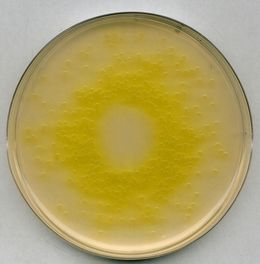 Cetrimide agar Pseudomonas selective agar base for microbiology (According harm. EP/USP/JP)