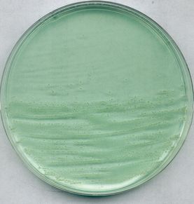 Anaerobic agar acc. to BREWER for the surface cultivation of clostridia and other microorganism