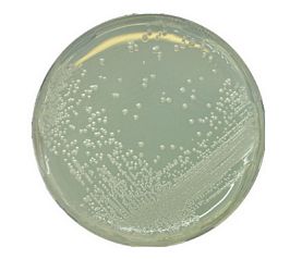 BAT agar for microbiology