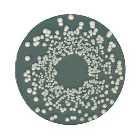 Orange-serum agar for microbiology